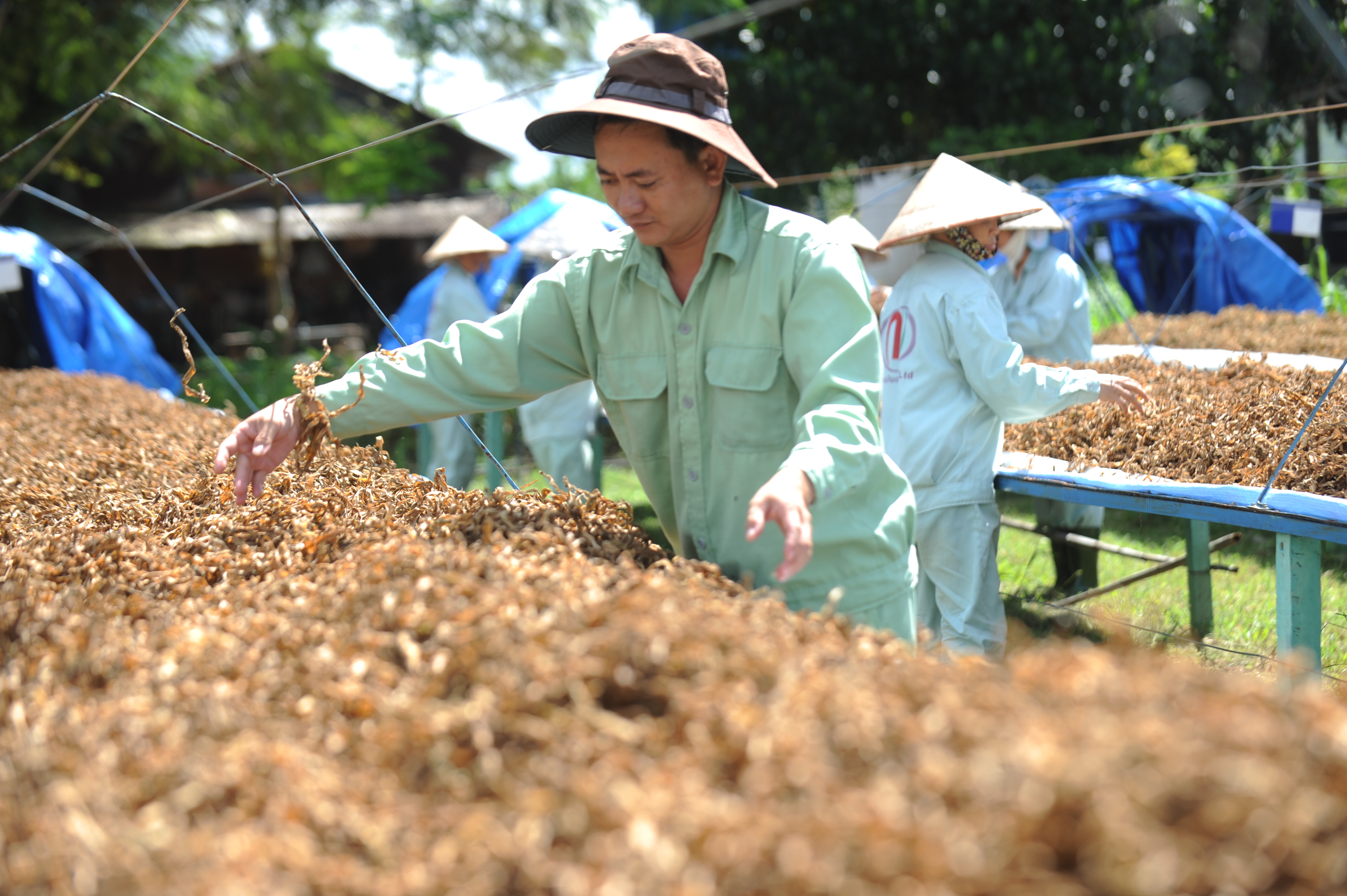 Long Thành sẽ là vùng đất phát triển thảo dược trinh nữ hoàng cung?